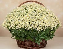 Цветочная композиция из Ромашки в корзине #REPLACE_PRED# Радумле